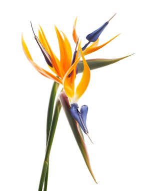 Strelitzia reginae çiçeği, cennet kuşu çiçeği, beyaz arka planda izole tropikal çiçek, kırpma yolu ile                             