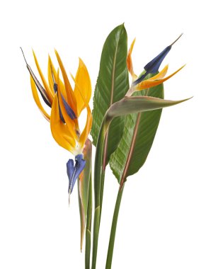 Strelitzia reginae çiçeği, cennet kuşu çiçeği, beyaz arka planda izole tropikal çiçek, kırpma yolu ile                             