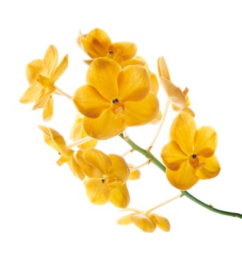 Vanda Orkideleri, Sarı Orkideler beyaz arkaplanda izole edilmiş, kırpma yolu ile                                                                                           