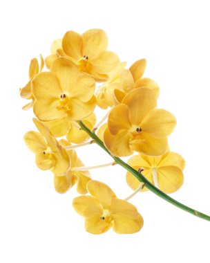 Vanda Orkideleri, Sarı Orkideler beyaz arkaplanda izole edilmiş, kırpma yolu ile                                                                                           