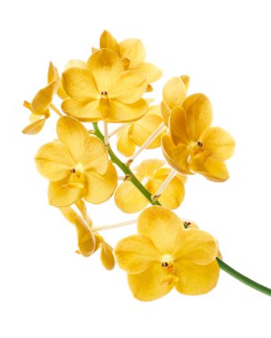 Vanda Orkideleri, Sarı Orkideler beyaz arkaplanda izole edilmiş, kırpma yolu ile                                                                                           
