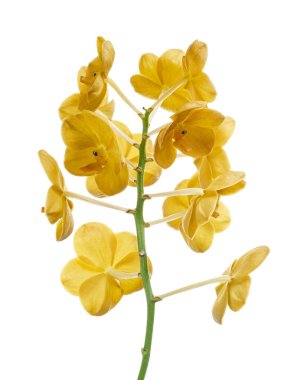 Vanda Orkideleri, Sarı Orkideler beyaz arkaplanda izole edilmiş, kırpma yolu ile                                                                                           