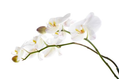 Beyaz falaenopsis orkidesi, beyaz arkaplanda izole edilmiş güve orkideleri, kırpma yolu ile                      