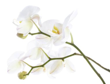 Beyaz falaenopsis orkidesi, beyaz arkaplanda izole edilmiş güve orkideleri, kırpma yolu ile                      
