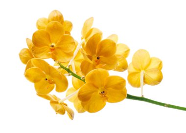 Vanda Orkideleri, Sarı Orkideler beyaz arkaplanda izole edilmiş, kırpma yolu ile                                                                                           
