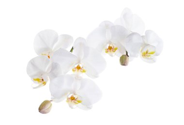 Beyaz falaenopsis orkidesi, beyaz arkaplanda izole edilmiş güve orkideleri, kırpma yolu ile                      