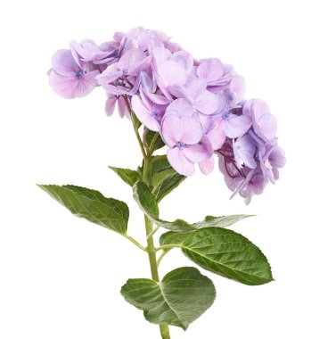 Ortanca çiçeği, ortanca makrofilla, beyaz arka planda izole edilmiş, kırpma yolu ile                          