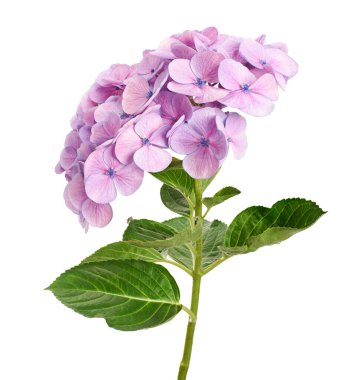 Ortanca çiçeği, ortanca makrofilla, beyaz arka planda izole edilmiş, kırpma yolu ile                          