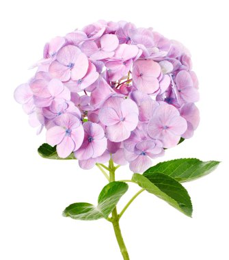 Ortanca çiçeği, ortanca makrofilla, beyaz arka planda izole edilmiş, kırpma yolu ile                          