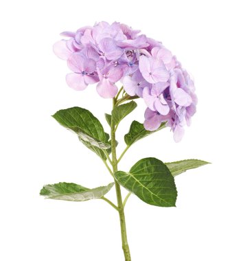 Ortanca çiçeği, ortanca makrofilla, beyaz arka planda izole edilmiş, kırpma yolu ile                          