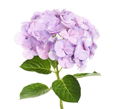 Ortanca çiçeği, ortanca makrofilla, beyaz arka planda izole edilmiş, kırpma yolu ile                          