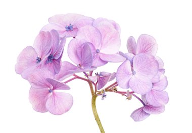 Ortanca çiçeği, ortanca makrofilla, beyaz arka planda izole edilmiş, kırpma yolu ile                          
