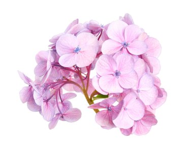 Ortanca çiçeği, ortanca makrofilla, beyaz arka planda izole edilmiş, kırpma yolu ile                          