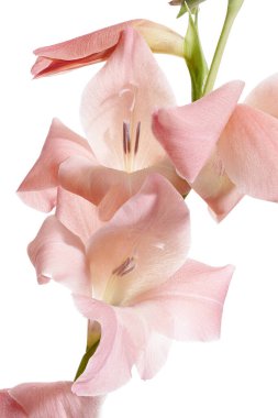 Gladiolus çiçekleri, Pembe gladiolus beyaz arka planda soyutlanmış bir dalda çiçek açıyor, kırpma yolu ile                             