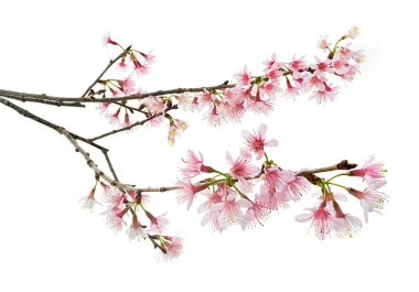 Prunus cerasoides çiçeği, vahşi Himalaya kiraz bitkileri, beyaz arka planda izole edilmiş.                                  