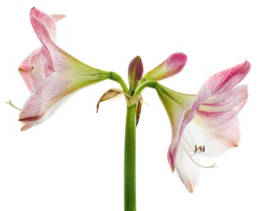 Hippeastrum veya Amaryllis çiçekleri, Pembe amaryllis çiçekler beyaz arka plan izole, kırpma yolu ile                       