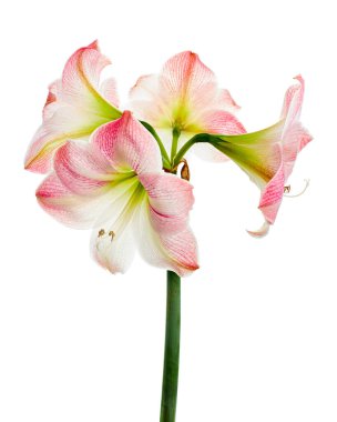 Hippeastrum veya Amaryllis çiçekleri, Pembe amaryllis çiçekler beyaz arka plan izole, kırpma yolu ile                       