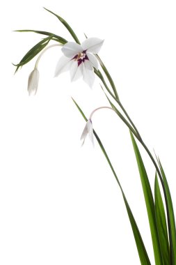 Gladiolus çiçekleri, beyaz arka planda soyutlanmış beyaz gladiolus çiçekleri, kırpma yolu                                 