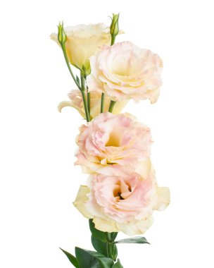 Pembe Lisianthus çiçekleri, Teksas çan çiçekleri, Çayır çiçekleri, beyaz arka planda izole edilmiş, kırpma yolu ile                                