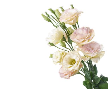 Pembe Lisianthus çiçekleri, Teksas çan çiçekleri, Çayır çiçekleri, beyaz arka planda izole edilmiş, kırpma yolu ile                                