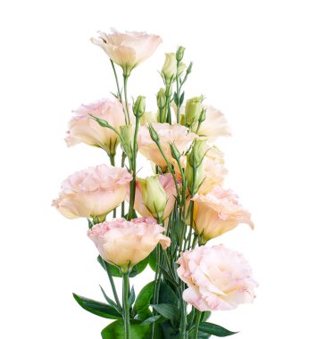 Pembe Lisianthus çiçekleri, Teksas çan çiçekleri, Çayır çiçekleri, beyaz arka planda izole edilmiş, kırpma yolu ile                                