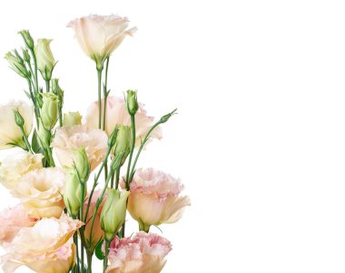 Pembe Lisianthus çiçekleri, Teksas çan çiçekleri, Çayır çiçekleri, beyaz arka planda izole edilmiş, kırpma yolu ile                                