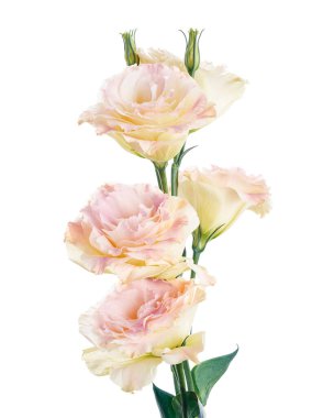 Pembe Lisianthus çiçekleri, Teksas çan çiçekleri, Çayır çiçekleri, beyaz arka planda izole edilmiş, kırpma yolu ile                                