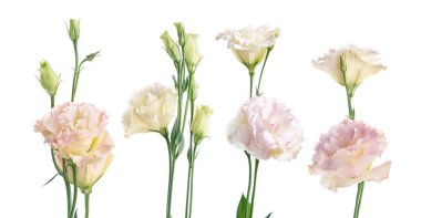 Pembe Lisianthus çiçekleri, Teksas çan çiçekleri, Çayır çiçekleri, beyaz arka planda izole edilmiş, kırpma yolu ile                                