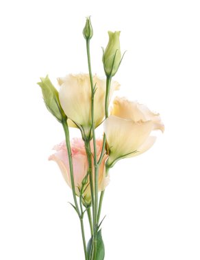 Pembe Lisianthus çiçekleri, Teksas çan çiçekleri, Çayır çiçekleri, beyaz arka planda izole edilmiş, kırpma yolu ile                                