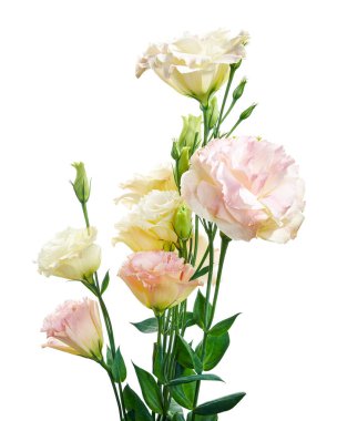 Pembe Lisianthus çiçekleri, Teksas çan çiçekleri, Çayır çiçekleri, beyaz arka planda izole edilmiş, kırpma yolu ile                                