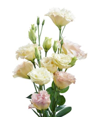 Pembe Lisianthus çiçekleri, Teksas çan çiçekleri, Çayır çiçekleri, beyaz arka planda izole edilmiş, kırpma yolu ile                                