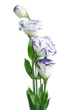 Teksas çan çiçekleri, çayır çiçekleri, beyaz çiçekleri ve mor kenarları, beyaz arka planda izole edilmiş, kırpma yolu ile                         