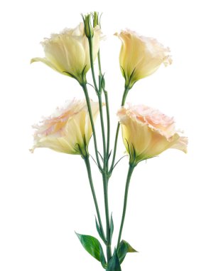 Teksas çan çiçekleri, çayır çiçekleri, beyaz çiçekleri ve mor kenarları, beyaz arka planda izole edilmiş, kırpma yolu ile                         