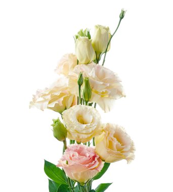 Pembe Lisianthus çiçekleri, Teksas çan çiçekleri, Çayır çiçekleri, beyaz arka planda izole edilmiş, kırpma yolu ile                      