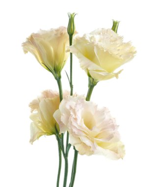 Pembe Lisianthus çiçekleri, Teksas çan çiçekleri, Çayır çiçekleri, beyaz arka planda izole edilmiş, kırpma yolu ile                      