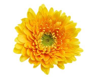 Turuncu Barberton papatya çiçeği, Gerbera Jamesonii, beyaz arka planda izole edilmiş, kırpma yolu ile                        