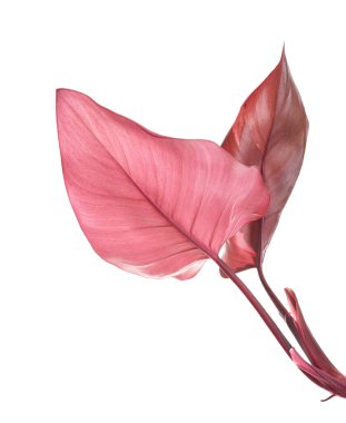 Philodendron Pembe Prenses bitkisi, Philodendron Erubescens yaprakları, beyaz arka planda izole, kırpma yolu ile 