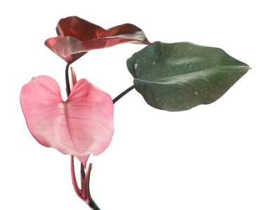 Philodendron Pembe Prenses bitkisi, Philodendron Erubescens yaprakları, beyaz arka planda izole, kırpma yolu ile 