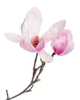 Yapraklı Magnolia liiflora çiçeği, beyaz arka planda izole Lily manolya çiçeği, kırpma yolu ile                      