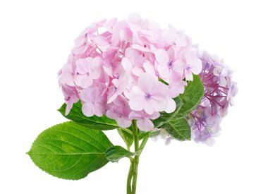 Ortanca çiçeği, ortanca makrofilla, beyaz arka planda izole edilmiş, kırpma yolu ile                            