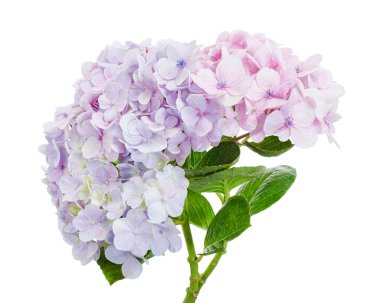 Ortanca çiçeği, ortanca makrofilla, beyaz arka planda izole edilmiş, kırpma yolu ile              