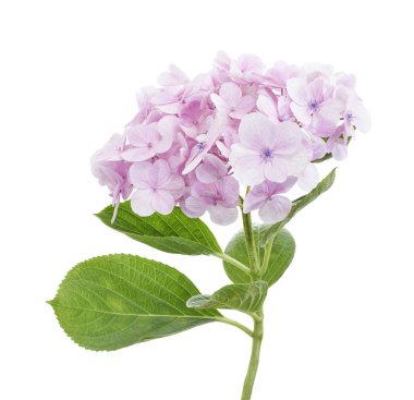 Ortanca çiçeği, ortanca makrofilla, beyaz arka planda izole edilmiş, kırpma yolu ile              