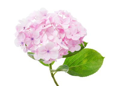 Ortanca çiçeği, ortanca makrofilla, beyaz arka planda izole edilmiş, kırpma yolu ile              