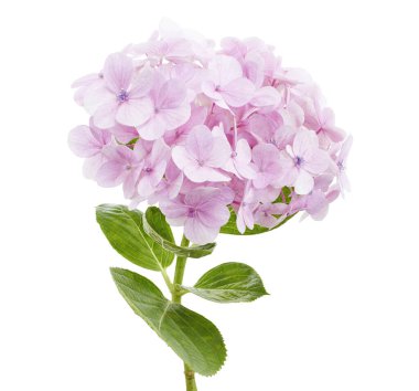 Ortanca çiçeği, ortanca makrofilla, beyaz arka planda izole edilmiş, kırpma yolu ile              