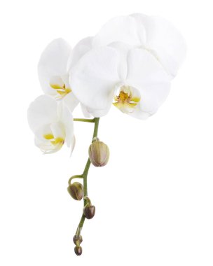 Beyaz falaenopsis orkidesi, beyaz arkaplanda izole edilmiş güve orkideleri, kırpma yolu ile                          