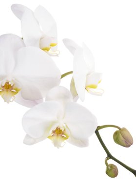 Beyaz falaenopsis orkidesi, beyaz arkaplanda izole edilmiş güve orkideleri, kırpma yolu ile                          