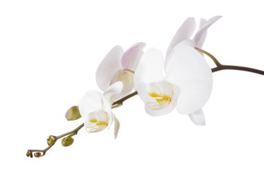 Beyaz falaenopsis orkidesi, beyaz arkaplanda izole edilmiş güve orkideleri, kırpma yolu ile                          