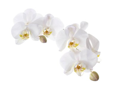 Beyaz falaenopsis orkidesi, beyaz arkaplanda izole edilmiş güve orkideleri, kırpma yolu ile                          