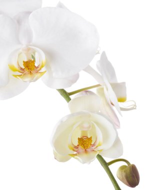 Beyaz falaenopsis orkidesi, beyaz arkaplanda izole edilmiş güve orkideleri, kırpma yolu ile                          