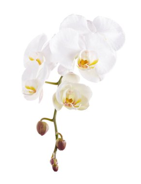 Beyaz falaenopsis orkidesi, beyaz arkaplanda izole edilmiş güve orkideleri, kırpma yolu ile                          